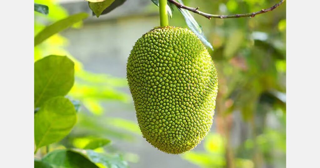 For the first time ever, jackfruit cultivation begins in Pakistan