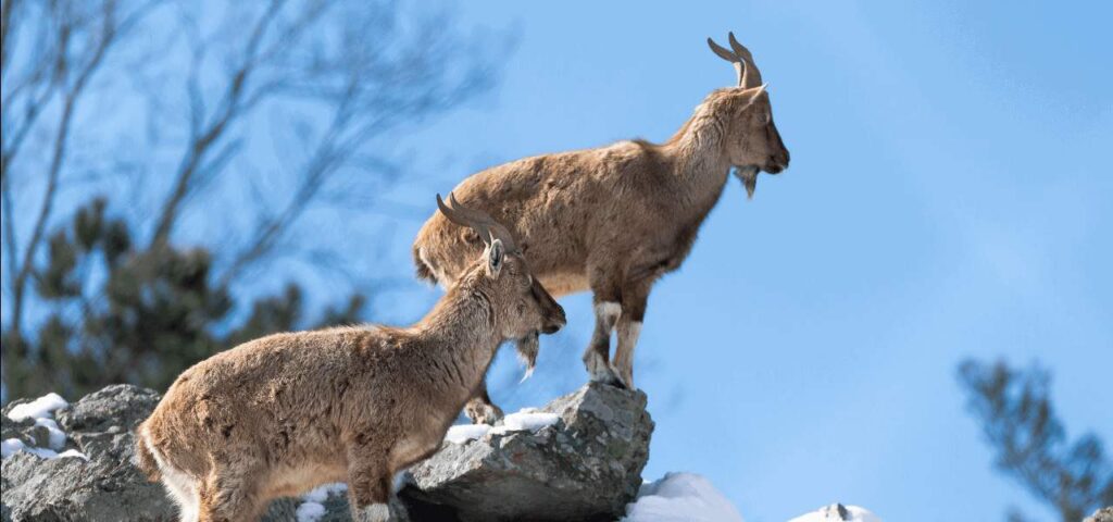 Markhor