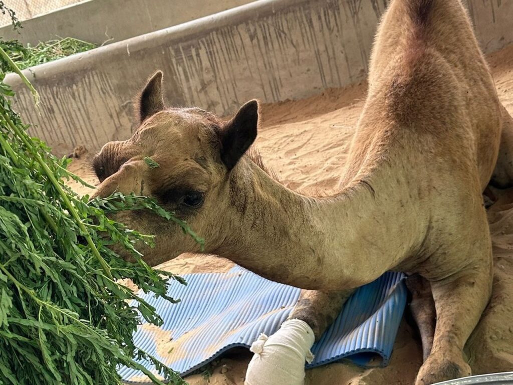 Injured Sanghar Camel Shows Significant Improvement After Intensive Care at Animal Shelter