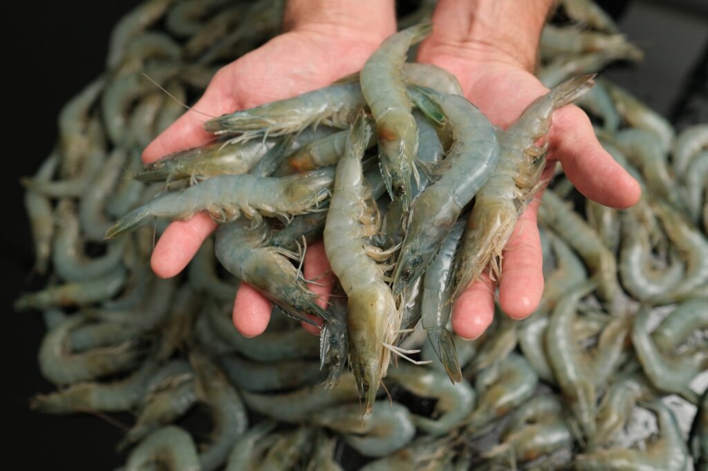 Punjab Government Plans to Establish Largest Shrimp Farm in the Province