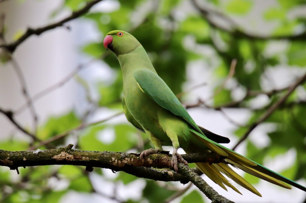 Pakistan Launches Ambitious Conservation Effort to Save the Alexandrine Parakeet from Extinction