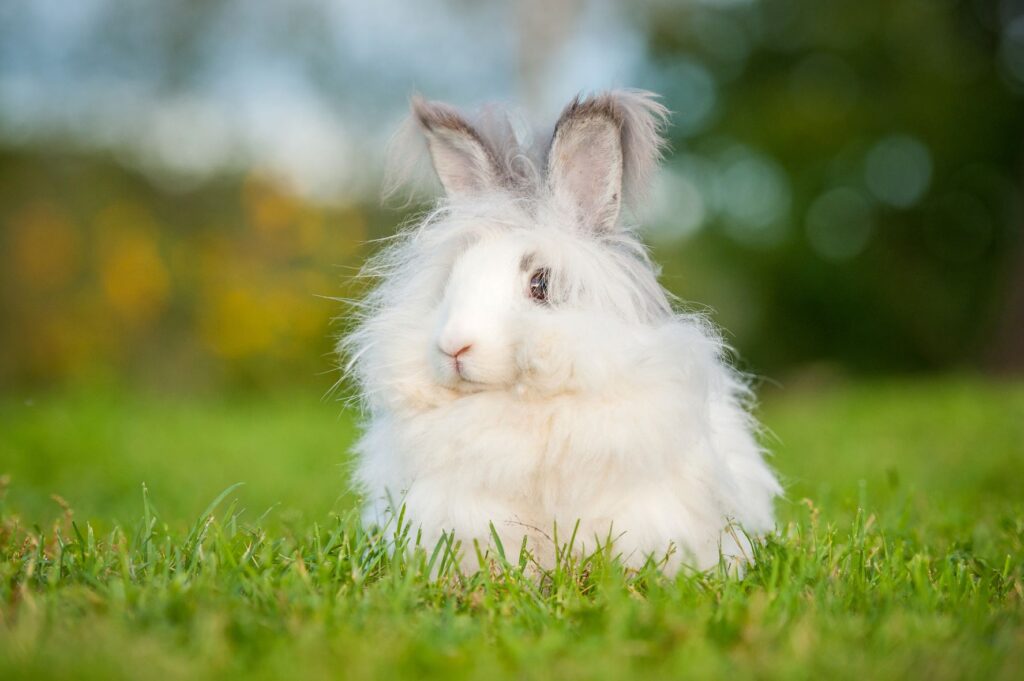 Angora Rabbit Farming in Khyber Pakhtunkhwa: A Boon for Livelihood and Wool Industry